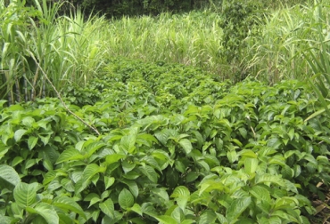 El botón de oro y la leucaena son algunas de las especies recomendadas para los Bancos Mixtos de Forrajes. Foto: ganaderiacolombianasostenible.co Ganadería, ganadería colombia, noticias ganaderas, noticias ganaderas colombia, CONtexto ganadero, especies forrajeras, Bancos Mixtos de Forrajes, selección especies forrajeras, selección especies forrajeras bancos mixtos, adaptación a suelos de las especies, borón de oro, matarratón, Cratylia, morera, nacedero, leucaena, clitoria, yuca forrajera, establecimiento bancos mixtos de forrajes, ganaderos, ganaderos colombia