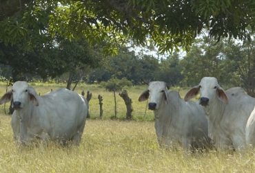 Expertos brasileros de la Hacienda Boticão mostraron su experiencia en ganadería cebú sostenible a través de una charla promovida por Fedegán. Foto: Fedegán sostenibilidad, Medio Ambiente, rentabilidad, Hacienda Boticão, cebú, periodos secos, Lluvias, suelos, rotación, pasturas, Silos, maíz, sorgo, productividad, fertilización in Vitro, transferencia de embriones, Ganadería, ganadería colombia, noticias ganaderas colombia, CONtexto ganadero
