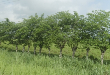Las cercas vivas no solo ayudan a la rentabilidad del ganadero, sino también aportan grandes beneficios al medio ambiente. Foto: otraoptica.blogspot.com Ganadería, ganadería colombia, noticias ganaderas, noticias ganaderas colombia, CONtexto ganadero, cercas vivas, beneficios cercas vivas, beneficios ecológicos cercas vivas, aportes cercas vivas, aportes cercas vivas a finca, establecimiento cerca vivas, establecimiento cercas vivas en Colombia, ganaderos, ganaderos colombia