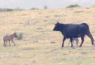 El manejo del ganado y el uso de estrategias evasivas o disuasivas hacen parte de los métodos no letales para controlar los depredadores. Foto: signatus.org Métodos letales y no letales para controlar depredadores, métodos letales, métodos no letales, Depredadores ganado, manejo de depredadores, manejar depredadores en ganadería, cómo evitar los depredadores en ganadería, predadores, depredadores, depredadores ganadería finca, coronavirus, coronavirus Colombia, COVID-19, cuarentena, Ganadería, ganadería colombia, noticias ganaderas, noticias ganaderas colombia, CONtexto ganadero