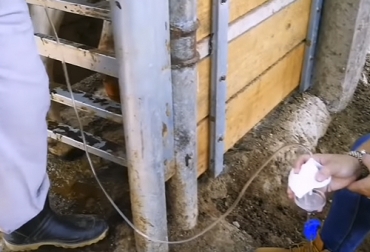 Un factor muy importante a la hora de tener en cuenta en la aspiración folicular es evitar el shock térmico al momento de extraer el embrión. Foto: El Salvador en el Campo - Youtube.com Aspiración folicular, transferencia embriones, técnica de transferencia de embriones, transferencia embriones in vitro, transferencia embriones in vivo, Protocolos transferencia de embriones, métodos transferencia de embriones, transferencia de embriones en bovinos, procesos de biotecnología reproductiva, aspiración folicular, coronavirus Colombia, coronavirus, COVID-19, cuarentena, Ganadería, ganadería colombia, noticias ganaderas, noticias ganaderas colombia, CONtexto ganadero