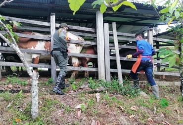 “Los vacunadores han ido a 522.401 predios a nivel nacional, cifra que corresponde al 82,5 % del total país”, aseguró José De Silvestri, gerente técnico de Fedegán-FNG. Campaña sanitaria ha vacunado 22,4 millones de bovinos contra Aftosa en el país, Ciclo I de 2020, hato bovino colombiano, campaña sanitaria, vacunar a todos los animales, inmunización contra Brucelosis, inmunización contra rabia, conservar estatus sanitario, avance hasta 6 semana, programación estratégica, estatus sanitario mayor requisito de exportación, noticias de ganadería colombiana, CONtexto ganadero.