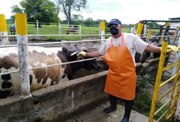 Hasta el momento, Quindío es el departamento que registra mayor vacunación contra la aftosa. 5, 1 millones de animales vacunados, segunda semana del ciclo, hato bovino, Ciclo I contra Fiebre Aftosa, inmunizar, prevenir la brucelosis, segundo avance estadístico, programación estratégica, Rabia bovina, captura de información en línea, mantener estatus sanitario, noticias de ganadería colombiana, CONtexto ganadero.
