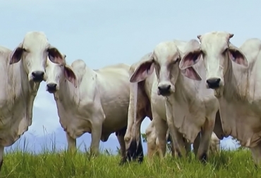 De acuerdo al experto, se debe realizar la prueba de fertilidad de los toros, pues esta determina si la esterilidad es permanente o pasajera. Foto: TvAgro Ganadería, ganadería colombia, noticias ganaderas, noticias ganaderas colombia, CONtexto ganadero, andrología, examen andrológico, examen evaluación reproductiva, infertilidad en toros, toro esteril, Reproducción toros, reproducción vacas, monta de toros, monta vacas, proceso espermatogénesis en toros, descanso reproductivo de los toros, diágnostico infertilidad de toros, ganaderos, ganaderos colombia.