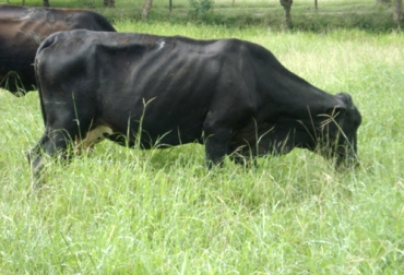 El angleton es considerado ideal para predios del trópico bajo. Foto: googleusercontent.com Ganadería, ganadería colombia, noticias ganaderas, noticias ganaderas colombia, CONtexto ganadero, angleton, pasto angleto, diferencia pasto angleton, beneficios pasto angleton, beneficios pasto angleton en colombia, adpatación pasto angleton en Colombia, pasto colosuana, diferencia entre angleton y colosuana, fertilización pasto angleto, forraje angleton, ganaderos, ganaderos colombia