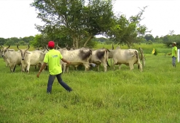 Los ganaderos pueden manejar un gran manada de bovinos sin causarles estrés ni apelando a gritos o látigos para conducirlos. Foto: TVGAN - Tv Agro comportamiento bovino, etología bovina, conjunto de vacas, bovinos, punto de balance en bovinos, definición de manejo de ganado, importancia de los bovinos, importancia del manejo animal, cómo se comunican las vacas, punto balance, proyecto ganadero completo, coronavirus, coronavirus Colombia, COVID-19, cuarentena, Ganadería, ganadería colombia, noticias ganaderas, noticias ganaderas colombia, CONtexto ganadero