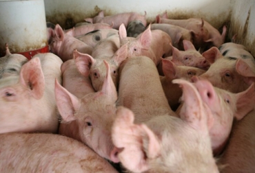 La nueva grpa porcina es catalogada por los expertos como G4 y tiene similitud con la H1N1. Foto: agenciasinc.es Ganadería, ganadería colombia, noticias ganaderas, noticias ganaderas colombia, CONtexto ganadero, ganaderos colombia, ganaderos, gripe porcina, gripa porcina, amenaza gripa porcina, nueva gripa porcina, descrubrimiento gripa porcina, descubrimiento G4, G4 nueva gripa porcina, cientificos descrubren nueva gripa porcina, granjas chuna, granjas de cerdos china, cerdos china, vigilancia gripa porcina, H1N1