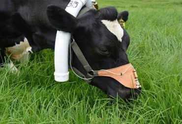 Estos collares y arneses fueron adaptados a una vaca Holstein para cuantificar sus emisiones de metano. Foto: Luis Alfonso Giraldo - Agencia de Noticias UN. Ganadería, ganadería colombia, noticias ganaderas, noticias ganaderas colombia, CONtexto ganadero, pastoreo mejorado por altura, pama, luis alfonso giraldo pama, ganadería antoquia, producción ganadera sostenible en antioquia, pastoreo en altura, ganadería sostenible en altura, agencia de noticias UN, tiempo de pastoreo, intensisas de pastoreo