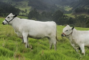 Agrosavia tiene todavía abiertas las inscripciones para la XI prueba de desempeño del ganado BON donde se escogen los mejores animales de la raza para avanzar en mejoramiento genético. Foto: Fedegán Blanco Orejinegro, bon, Agrosavia, pruebas de desempeño, genotipo, Producción, núcleos de conservación, mejoramiento genético, banco de germoplasma, individuos superiores, ganancia de peso, canal bovina, proceso de selección, suplementación, Ganadería, ganadería colombia, noticias ganaderas colombia, CONtexto ganadero