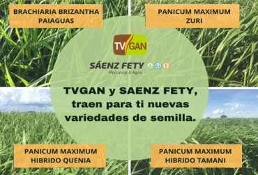 TVGAN y Sáenz Fety ofrecen cuatro nuevas variedades de pastos para clima cálido más resistentes y con mayor calidad nutricional. Foto: TVGAN Semillas TVGAN, Semillas trópico bajo, promoción TVGAN junio de 2020, semillas TVGAN junio de 2020, venta de semillas para ganadería, productos ganado promoción, productos finca promoción, productos finca promoción junio 2020, coronavirus, coronavirus Colombia, COVID-19, cuarentena, Ganadería, ganadería colombia, noticias ganaderas, noticias ganaderas colombia, CONtexto ganadero