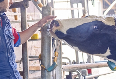 Uno de los enfoques de Virbac en Colombia es la producción de biológicos para protección del ganado contra las enfermedades del carbón. Foto: co.virbac.com Ganadería, ganadería colombia, noticias ganaderas, noticias ganaderas colombia, CONtexto ganadero, ganaderos colombia, ganaderos, estatus sanitario, recuperación estatus sanitario Colombia, certificación país libre de fiebre aftosa con vacunación, oportunidades de mercados, mercados internacionales, mercados nacionales, mercado interno, mejoramiento genético, nutrición, protocolos sanitarios, inseminaciñon artificial, inseminación artificial a tiempo fijo, trasnferencia de embriones, tasa de natalidad bovin
