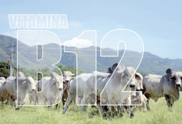 Esta vitamina, que hace parte del complejo B, es fundamental para la producción de lactosa en épocas donde se requiere de mucha energía como el crecimiento o la lactancia. Foto: Carta Fedegán Vitamina b12 en bovinos, vitamina b12 en rumiantes, vitamina b12 para animales, vitaminas para bovinos, cobalto, cobalto en ganadería, usos del cobalto, deficiencia de cobalto, deficiencia de cobalto en ganadería, deficiencia de vitamina b12, vitamina B12, coronavirus, coronavirus Colombia, COVID-19, cuarentena, Ganadería, ganadería colombia, noticias ganaderas, noticias ganaderas colombia, CONtexto ganadero