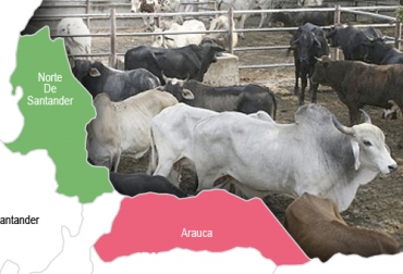 La actual zona de protección podría unirse en mayo del próximo año al resto del país libre de aftosa con vacunación, si así lo aprueba la OIE. Foto: laopinion.com.co - contextoganadero.com Arauca, norte de santander, Vichada, Cubará, aftosa, certificación, país libre con vacunación, ICA, ganaderos, OIE, zona de protección, planta de beneficio, Ganadería, ganadería colombia, noticias ganaderas colombia, CONtexto ganadero