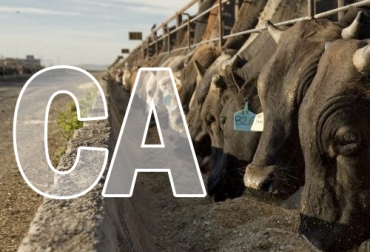 El calcio es un elemento que no puede faltar en la alimentación del ganado y debe usarse como suplemento cuando están en corral. Foto: elcampesino.co calcio, minerales, bovinos, Corral, alimentación, suplementación, vitaminas, Producción, reproducción, salud, nutrientes, ganancia de peso, conversión, Ganadería, ganadería colombia, noticias ganaderas colombia, CONtexto ganadero