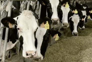 En la etapa de transición la vaca sufre diversos cambios que se deben aprender a manejar para lograr que sea un animal productivo acorde con las necesidades del ganadero. Foto: actualidadganadera.com transición, vaca, nutricional, adaptabilidad, preñez, concentrado, calcio, forraje, almidones, carbohidratos, glándula mamaria, consumo de alimento, energia, aminoácidos, Cetosis, Ganadería, ganadería colombia, noticias ganaderas colombia, CONtexto ganadero