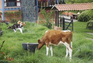 La crianza de terneras es una labor determinante para el desarrollo del negocio ganadero y su rentabilidad. Foto: flickr.com crianza, terneras, vacas, leche, negocio ganadero, productividad, calostro, ordeño, Asojersey, preñez, ganancia de peso, reposición, hato, ganadería, ganadería colombia, noticias ganaderas colombia,contexto ganadero