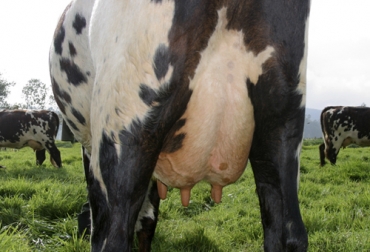 El crecimiento de la ubre ocurre más que nada al interior del útero, pero también se da en la etapa de la pubertad y se ve influenciada por factores como la nutrición. Foto: Fedegán Crecimiento de la ubre, desarrollo de las vacas, desarrollo de la ubre, crecimiento glándula mamaria vaca, glándula mamaria hembra bovina, ubre vaca, vaca lechera, anatomía de la ubre, lechería Colombia, producción leche Colombia, coronavirus, coronavirus Colombia, COVID-19, cuarentena, Ganadería, ganadería colombia, noticias ganaderas, noticias ganaderas colombia, CONtexto ganadero