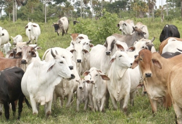 Para el experto, el desconocimiento del mercado y el miedo a las cifras son factores que quiebran las empresas ganaderas. Foto: facebook.com/pg/Empresas-Ganaderas-Obrec-On-Agropecuaria Ganadería, ganadería colombia, noticias ganaderas, noticias ganaderas colombia, CONtexto ganadero, ganaderos, ganaderos colombia, cifras ganaderas, finanzas ganaderas, cifras en la ganadería, finanzas en la ganadería, empresas ganaderas, finca empresa ganadera, recursos ganaderos, recursos organizacinales