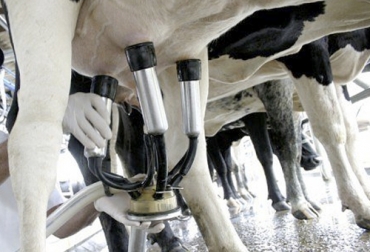 El estándar para sistema de ordeño mecánico busca adaptarse a la fisiología de la vaca y a los parámetros de producción, desplazando un volumen de leche mayor en el tiempo óptimo. Foto: Industrias BJT Componentes del equipo de ordeño, ordeño mecánico, compra equipos ganadería, equipos lechería, bomba de vacío, funcionamiento equipo de ordeño, bomba de leche, filtro de leche, sistemas de vacío, Equipo mecánico de ordeño, máquina de ordeño, lechería especializada, tecnología ganadera, coronavirus, coronavirus Colombia, COVID-19, cuarentena, Ganadería, ganadería colombia, noticias ganaderas, noticias ganaderas colombia, CONtexto ganadero