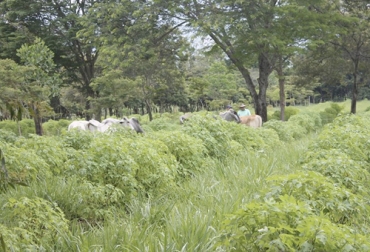Para el experto, los sistemas silvopastoriles van integrados de los sistemas agroforestales. Foto: ganaderiacolombianasostenible.co Ganadería, ganadería colombia, noticias ganaderas, noticias ganaderas colombia, CONtexto ganadero, ganaderos, ganaderos colombia, Sistema Silvopastoriles, Sistemas Silvopastoriles Intensivos, condiciones sistemas silvopastoriles, establecimiento sistemas silvopastoriles, tipos de suelo, tipos de suelo sistemas silvopastoriles, modelos sostenibles, Ganadería Sostenible, ganadería colombiana sostenible