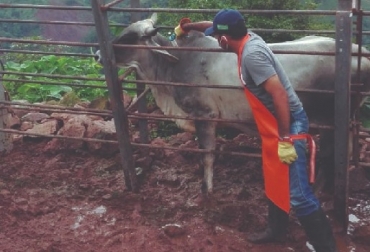 “El estatus sanitario es una de las más estrictas exigencias del comercio internacional”, sostuvo José de Silvestri. Foto: Fedegán-FNG. Ciclo I ha logrado vacunar contra aftosa 27,3 millones de bovinos, conservar estatus sanitario, exigencia del comercio, oportunidades de comercio exterior, campaña sanitaria, Ciclo I de 2020, hato bovino colombiano, vacunación, mayores logros en Brucela, Guainía el mayor porcentaje, inmunización contra Brucelosis, inmunización contra rabia, octavo avance, programación estratégica, mayor requisito de exportación, noticias de ganadería colombiana, CONtexto ganadero.