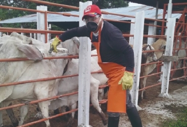 .“La exitosa campaña fue realizada por más de 5.500 personas, entre ellos los vacunadores quienes lograron vencer las inminentes dificultades del país”, sostuvo José de Silvestri. Foto: Fedegán-FNG. Ciclo de vacunación ha inmunizado el 98 % de los bovinos en el país, Ciclo I de vacunación, inmunización del hato, hato protegido, fiebre aftosa, prevención de Brucelosis, prevención de rabia bovina, culminó ciclo, Guainía, Quindío y Guaviare, cifras hasta julio 26 de 2020, continuará procesamiento de cifras, campaña exitosa, dificultades de la geografía, dificultades por el clima, medidas de bioseguridad, conservar estatus sanitario, noticias de ganadería colombiana, CONtexto ganadero.