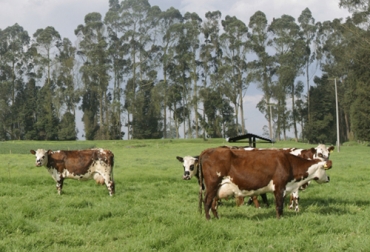 Con una combinación de genética, fenotipo y ambiente adecuado se logra predecir de manera más acertada la producción y reproducción de un animal. Foto: Fedegán holstein, Genética, ambiente, fenotipo, Agrosavia, Asoholstein, convenio, comportamiento productivo, reproductivo, marcadores moleculares, leche, calidad composicional, herramientas genómicas, genes, Ganadería, ganadería colombia, noticias ganaderas colombia, CONtexto ganadero