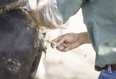 Muchas fincas tienen un inseminador, pero se aconseja que se le haga una retroalimentación a ese personal que lleva mucho tiempo realizando dicha tarea –por lo menos una vez el año–, dijo Sedano. Foto: nutrimaxcr.com Ganadería, ganadería colombia, noticias ganaderas, noticias ganaderas colombia, CONtexto ganadero, IATF, iatf en ganadería, beneficios iatf, programas iatf colombia, ourofino iatf, iatf en colombia, inseminación artificial