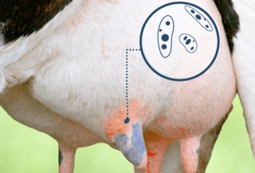 Tenga en cuenta que la mastitis subclínica puede ocasionar pérdidas embrionarias en los primeros días de gestación en vacas. Foto: abis.com Mastitis y pérdida temprana de gestación, mastitis ganado bovino, tratamiento mastitis, mastitis colombia, mastitis en colombia, manejo de mastitis, vacuna contra mastitis, mastitis, gestación de bovinos, pérdida temprana de gestación, control de mastitis, cura mastitis, manejo sanitario mastitis, remedios para la mastitis, prevenir mastitis, corregir mastitis, coronavirus, coronavirus Colombia, COVID-19, cuarentena, Ganadería, ganadería colombia, noticias ganaderas, noticias ganaderas colombia, CONtexto ga