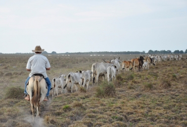 Estas medidas aplican para las poblaciones identificadas durante la zona norte y oriente de la zonificación. Foto: Gobernación de Arauca. Ganadería, ganadería colombia, noticias ganaderas, noticias ganaderas colombia, CONtexto ganadero, zonoficación, zonificación norte de santander, zonificación arauca, movilizació, Fiebre aftosa, fiebre aftosa en colombia 2020, Colombia libre de fiebre aftosa, fiebre aftosa prevención y control, OIE, zonificación oie