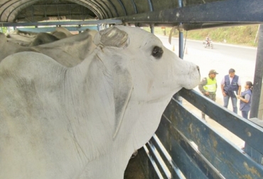 Ante los riesgos que existen de abigeato, contrabando y operación ilegal, el ICA está recordando las normas vigentes para la movilización de animales con destino a plantas de beneficio. Foto: ica.gov.co Guías de Movilización, ganaderos, ICA, Invima, circular conjunta, protección sanitaria, comprobación, Seguimiento, control, Abigeato, Contrabando, SIGMA, GSMI, normatividad, Ganadería, ganadería colombia, noticias ganaderas colombia, CONtexto ganadero.