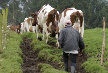 El movimiento 'bueno' del ganado se reconoce cuando los animales van a la dirección deseada por el operario y se desplazan suavemente. Foto: Fedegán Movimiento bueno del ganado, movimiento malo del ganado, Movimiento limpiaparabrisas, mover ganado, comportamiento bovino, etología bovina, conjunto de vacas, bovinos, punto de balance en bovinos, definición de manejo de ganado, importancia de los bovinos, importancia del manejo animal, cómo se comunican las vacas, punto balance, coronavirus, coronavirus Colombia, COVID-19, cuarentena, Ganadería, ganadería colombia, noticias ganaderas, noticias ganaderas colombia, CONtexto ganadero