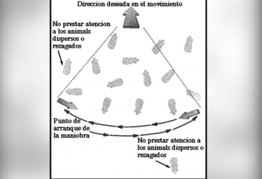 Este es un esquema de la forma cómo deben desplazarse los ganaderos al hacer el movimiento del limpiaparabrisas. Foto: grandin.com Movimiento limpiaparabrisas, mover ganado, comportamiento bovino, etología bovina, conjunto de vacas, bovinos, punto de balance en bovinos, definición de manejo de ganado, importancia de los bovinos, importancia del manejo animal, cómo se comunican las vacas, punto balance, proyecto ganadero completo, coronavirus, coronavirus Colombia, COVID-19, cuarentena, Ganadería, ganadería colombia, noticias ganaderas, noticias ganaderas colombia, CONtexto ganadero