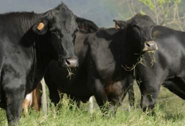 La nutrición de las pasturas es un aspecto clave para la alimentación de las terneras porque de ellos va a depender su desempeño futuro. Foto: Fedegán ternera, alimentación, reproducción, rentabilidad, Producción, vacas, lactancia, productividad, Inmunidad, crecimiento, desarrollo del rumen, calostro, Ganadería, ganadería colombia, noticias ganaderas colombia, CONtexto ganadero