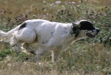 Uno de los métodos letales para lidiar contra los carnívoros es el uso de perros de caza. Foto: cazavision.com Métodos letales y no letales para controlar depredadores, métodos letales, métodos no letales, Depredadores ganado, manejo de depredadores, manejar depredadores en ganadería, cómo evitar los depredadores en ganadería, predadores, depredadores, depredadores ganadería finca, coronavirus, coronavirus Colombia, COVID-19, cuarentena, Ganadería, ganadería colombia, noticias ganaderas, noticias ganaderas colombia, CONtexto ganadero
