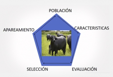 De acuerdo al experto, el diagrama es un proceso que no tiene finalización porque siempre se repite. Foto: Cortesía Ganadería, ganadería colombia, noticias ganaderas, noticias ganaderas colombia, CONtexto ganadero, ganaderos, ganaderos colombia, mejoramiento genético, programas de mejoramiento genético, plantear mejoramiento genético, clave del mejoramiento genético, proceso mejoramiento genético, procesos de selección de bovinos, varianza genética, influencia ambiental en mejoramiento genético, objetivos para mejoramiento genético, estructura mejoramiento genético, diagrama mejoramiento genético