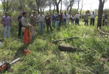 Las cercas vivas necesitan de poda parcial o total, para generar mayores beneficios en los suelos. Foto: inta.gob.ar Ganadería, ganadería colombia, noticias ganaderas, noticias ganaderas colombia, CONtexto ganadero, cercas vivas, ganaderos, ganaderos colombia, sostenibilidad, Medio Ambiente, modelos sostenibles, modelos ganadería sostenible, podas, podas parciales, podas cercas vivas, raleo en ecrcas vivas, manejo de cercas vivas, cuidado de cercas vivas