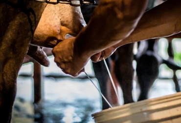 Acorde con el experto, los costos de alimentación, mano de obra y reposición son los 3 ítems claves que determinan el negocio lechero. Foto: elcampesino.co Ganadería, ganadería colombia, noticias ganaderas, noticias ganaderas colombia, CONtexto ganadero, ganaderos, ganaderos colombianos, lechería, Lechería especializada, negocio lechero, éxito negocio lechero, recopilación de información, empresa ganadera, éxito empresa ganadera, costos de alimentación ganado, costos de producción ganado, modelos de producción ganadería