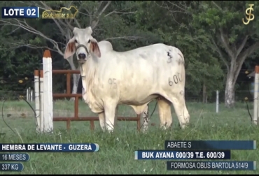 Los ganaderos están muy satisfechos con la comercialización de ganado por medios virtuales, pues es un mecanismo que les ahorra costos de logística. Foto: subastar.com.co Ganadería, ganadería colombia, noticias ganaderas, noticias ganaderas colombia, CONtexto ganadero, ganaderos, ganaderos colombianos, comercialización de ganado, subastas virtuales, Subastar S.A, Subastanet, compra y venta de ganado, enseñanzas de la cuarentena, ganaderos comecializan ganado virtual