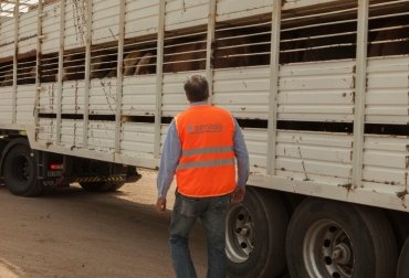 Tenga en cuenta estas indicaciones para preservar el bienestar animal de sus ejemplares. Foto: Senasa. Ganadería, ganadería colombia, noticias ganaderas, noticias ganaderas colombia, CONtexto ganadero, transporte de ganado, condiciones para transportar ganado, cuidados a la hora de transportar ganado, movilización de Ganado, movilización de bovinos, Bienestar Animal, Senasa, senasa argentina, recomendaciones senasa transporte de ganado