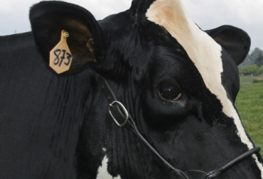 Con la COVID-19 cambiaron los hábitos de consumo y ahora la trazabilidad comienza a jugar un papel importante en la alimentación de los colombianos. Foto: Fedegán Trazabilidad, consumo, sostenibilidad, Producción, nuevas generaciones, Bienestar Animal, inocuidad, proteínas, leche, nutrición, Sistemas silvopastoriles, Ganadería, ganadería colombia, noticias ganaderas colombia, CONtexto ganadero