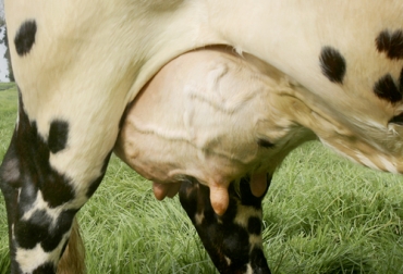 Procurar que los pezones de la ubre de su vaca estén limpios y secos es la primera regla de oro que debe seguir para obtener leche de óptima calidad higiénica. Foto: Fedegán Obtener leche de óptima calidad higiénica, calidad higiénica leche, higiene ordeño manual, higiene ordeño mecánico, Higiene ordeño, higiene ordeño vacas, clasificación higiene vacas, Higiene ordeños, buenas prácticas de ordeño, Buenas Prácticas Ganaderas, BPG, Manual Práctico del Ganadero Fedegán, coronavirus, coronavirus Colombia, COVID-19, cuarentena, Ganadería, ganadería colombia, noticias ganaderas, noticias ganaderas colombia, CONtexto ganadero