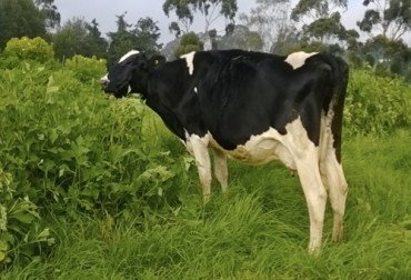 La dieta alimenticia de los rumiantes son factores fundamentales a la hora de producción de metano. Foto: Cortesía Ganadería, ganadería colombia, noticias ganaderas, noticias ganaderas colombia, CONtexto ganadero, ganaderos, ganaderos colombia, metano, producción de metano, vaca produce mentano, diminución de metano, mitigación e emisión de metano, dieta de bovinos, rumen, dieta ruminal, actividad ruminal, especies arbustivas, uso especies arbustivas, Sistemas silvopastoriles, alimentación bovina