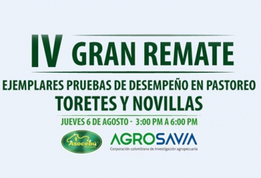 Este jueves se lleva a cabo el gran remate de toretes y novillas de pruebas de desempeño en pastoreo de la raza Brahman. Foto: Comercializadora Virtual remate, Comercializadora Virtual, Asocebú, TVGAN, fedegan, pastoreo, pruebas de desempeño, brahman, Agrosavia, Centro de Investigación, villavicencio, Toro reproductor, novillas, Ganadería, ganadería colombia, noticias ganaderas colombia, CONtexto ganadero
