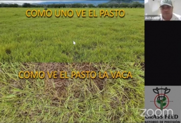 La producción de hojas de calidad es fundamental para la alimentación del ganado ya que esto es lo que se va a reflejar en la producción de leche o carne. Foto: Captura de pantalla tomada de https://www.youtube.com/watch?v=DXhDcVkiH4A del canal de youtube.com de FEDEGÁN Pasto, forraje, nutrición, vacas, hojas, tallos, pastoreo de precisión, Genética, cría, ceba, leche, fibra, pasturas, Ganadería, ganadería colombia, noticias ganaderas colombia, CONtexto ganadero