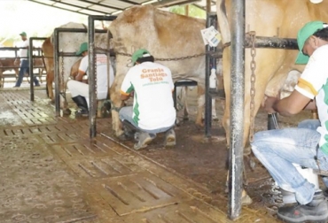De acuerdo con el docente de la Universidad Nacional, es necesario formular un programa de control lechero a nivel nacional. xFoto: Asocebú control lechero, selección para hatos productivos y rentables, cómo elegir las mejores vacas lecheras, cómo elegir los mejores bovinos para producción de leche, la importancia del control lechero, control lechero en Colombia, control lechero día a día, control lechero diario, control lechero genética, coronavirus, coronavirus Colombia, COVID-19, cuarentena, Ganadería, ganadería colombia, noticias ganaderas, noticias ganaderas colombia, CONtexto ganadero