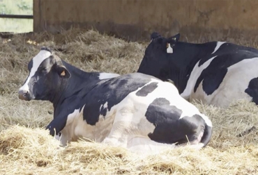 Un verdadero descanso, que puede ser entre 10 y 14 horas al día en un ambiente cómodo es una de las claves para que las vacas tengan un buen rendimiento productivo. Foto: elmundo.es vacas, descanso, dormir, sueño, Producción, leche, productividad, instalaciones, acidosis ruminal, ingerir alimentos, ubre, pezuña, cojeras, Ganadería, ganadería colombia, noticias ganaderas colombia, CONtexto ganadero