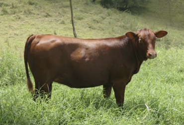 Cuando el animal obtiene 1 puntaje en el estado corporal, significa que está extremadamente delgado y que puede ocasionar problemas tanto para la salud del animal como para la rentabilidad del hato. Foto: Fedegán Ganadería, ganadería colombia, noticias ganaderas, noticias ganaderas colombia, CONtexto ganadero, ganaderos, ganaderos colombia, condición corproal, nutrición, nutrición bovina, alimentación bovina, alimentación ganado, diferencia alimentar y nutrir, medición condición corporal, estado corporal bovina