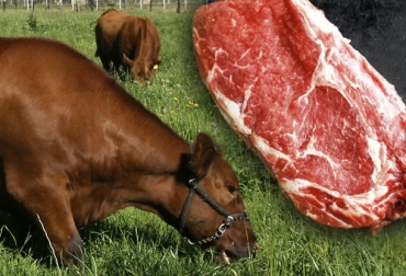 En Colombia se han implementado algunos principios para obtener "carne ética" como las BPG o la cría y ceba de ganado con base en pastos. Foto: Foto creada por valeria_aksakova / freepik.es - Fedegán Producción de carne alimentada con pasto, ganado alimentado con pasto, ganado de carne alimentado con pasto, producción de carne con base de pastos, carne criada con pastos, ethical meat, ethical beef, carne ética, carne pastos Colombia, coronavirus, coronavirus Colombia, COVID-19, cuarentena, Ganadería, ganadería colombia, noticias ganaderas, noticias ganaderas colombia, CONtexto ganadero