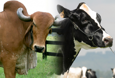 “El componente cebuino lechero se puede obtener del Gyr, Guzerat o Red Sindi, mientras que el taurino del Holstein, Jersey o Ayrshire”, sostuvo Hernando Barahona. Foto: Fedegan. Cruces para leche deben conservar 50 % cebuino y 50 % taurino, trópico bajo colombiano, desarrollo genético, hembras más productivas, cambios genéticos, diferentes cruzamientos, ganado siete colores, resistencia animal, no alejar los componentes, manejos más especializados, hembras menos productivas, noticias de ganadería colombiana, CONtexto ganadero.
